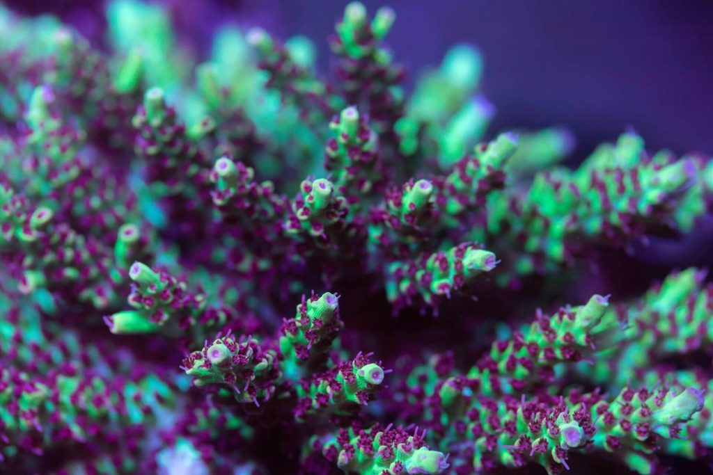 Alkatronic Explained: Automated Alkalinity Control for Your Reef Tank